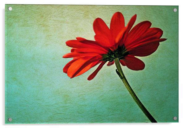  Red daisy Acrylic by Nadeesha Jayamanne