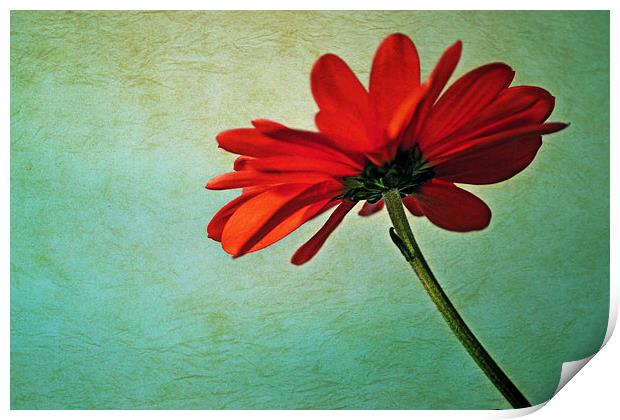  Red daisy Print by Nadeesha Jayamanne