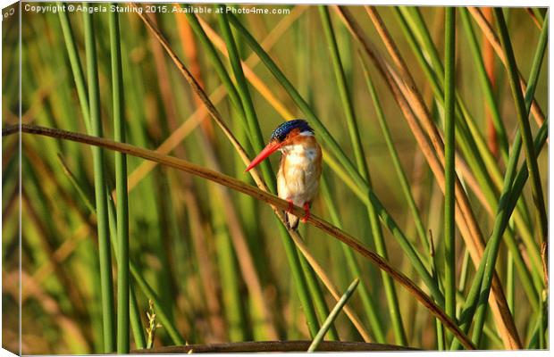 African  Malachite Kingfisher. Canvas Print by Angela Starling