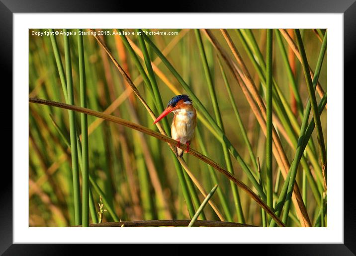 African  Malachite Kingfisher. Framed Mounted Print by Angela Starling