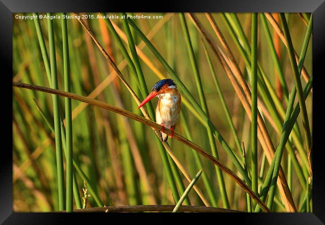 African  Malachite Kingfisher. Framed Print by Angela Starling
