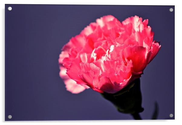  Pink carnation Acrylic by Nadeesha Jayamanne