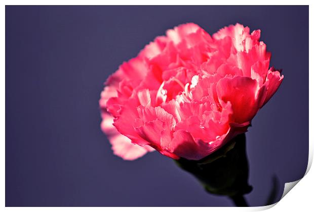  Pink carnation Print by Nadeesha Jayamanne
