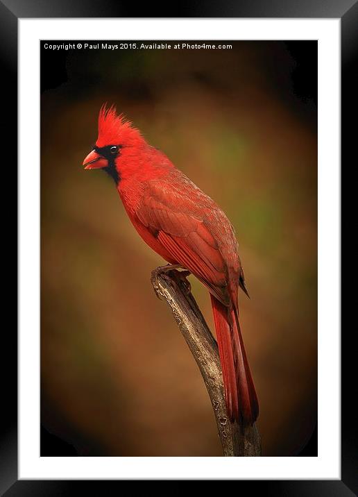Male Northern Cardinal Framed Mounted Print by Paul Mays