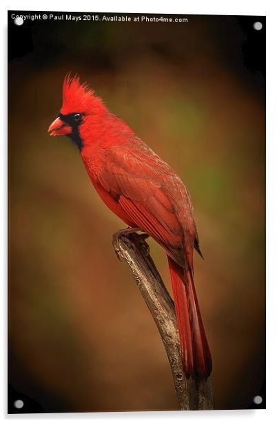 Male Northern Cardinal Acrylic by Paul Mays