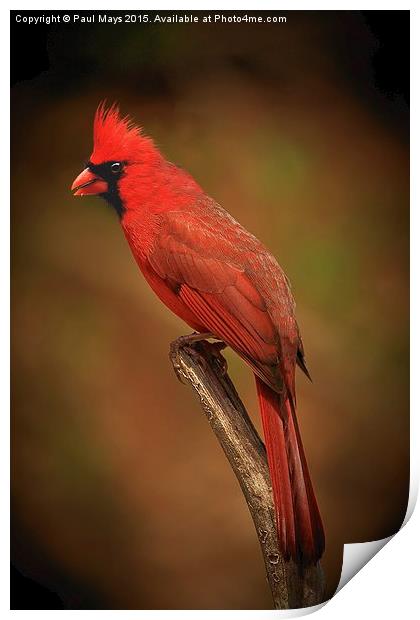 Male Northern Cardinal Print by Paul Mays