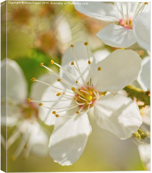  Spring Blossom Canvas Print by Brian Fagan