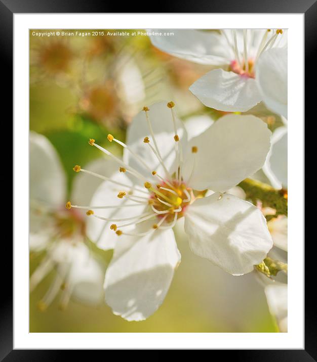  Spring Blossom Framed Mounted Print by Brian Fagan