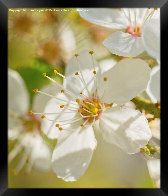  Spring Blossom Framed Print by Brian Fagan