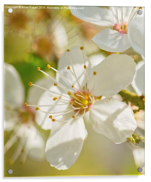  Spring Blossom Acrylic by Brian Fagan