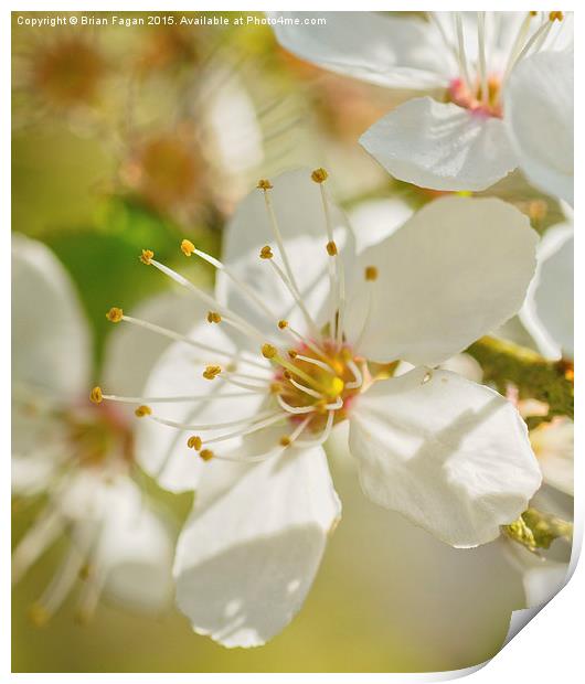  Spring Blossom Print by Brian Fagan