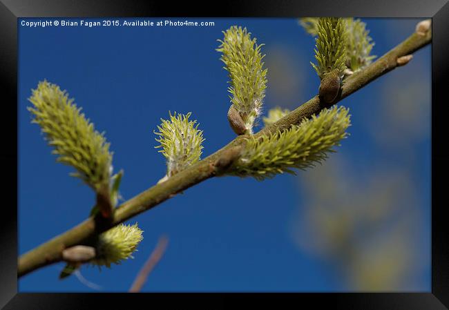  Willow Blossom Framed Print by Brian Fagan
