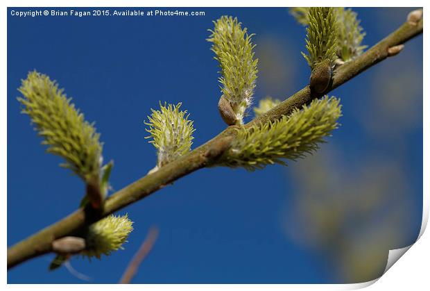  Willow Blossom Print by Brian Fagan