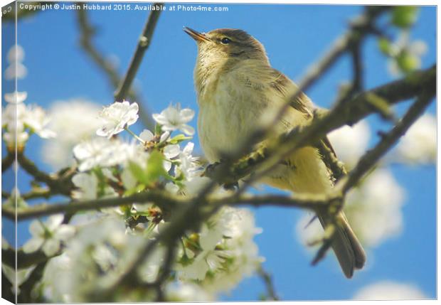  Chiffchaff With Blossom Canvas Print by Justin Hubbard