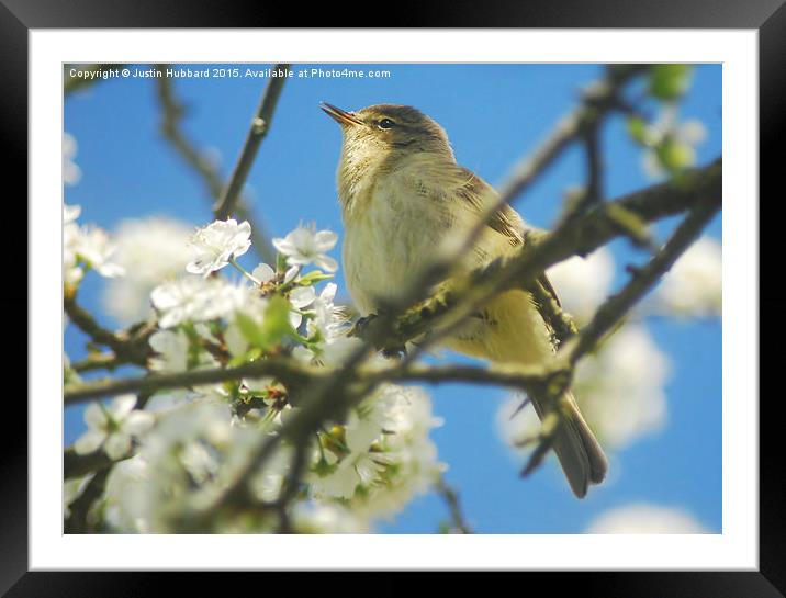  Chiffchaff With Blossom Framed Mounted Print by Justin Hubbard