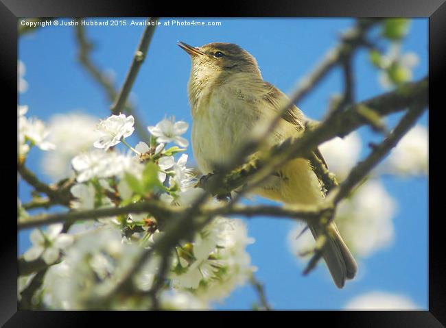  Chiffchaff With Blossom Framed Print by Justin Hubbard