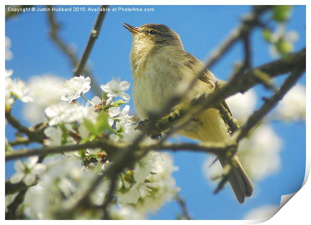  Chiffchaff With Blossom Print by Justin Hubbard