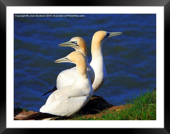  Gannets on Bempton Cliffs. Framed Mounted Print by Lilian Marshall