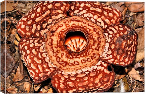  Male Rafflesia pricei Flower Canvas Print by Carole-Anne Fooks