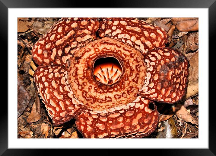  Male Rafflesia pricei Flower Framed Mounted Print by Carole-Anne Fooks
