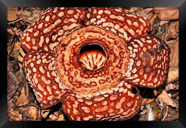  Male Rafflesia pricei Flower Framed Print by Carole-Anne Fooks