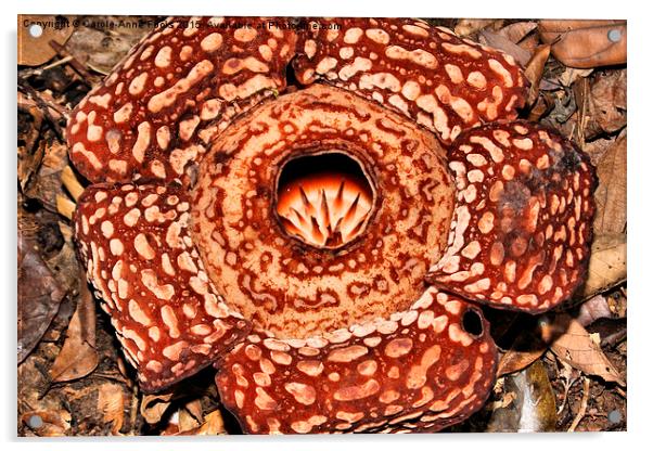  Male Rafflesia pricei Flower Acrylic by Carole-Anne Fooks