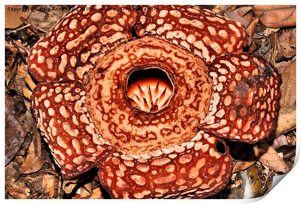  Male Rafflesia pricei Flower Print by Carole-Anne Fooks