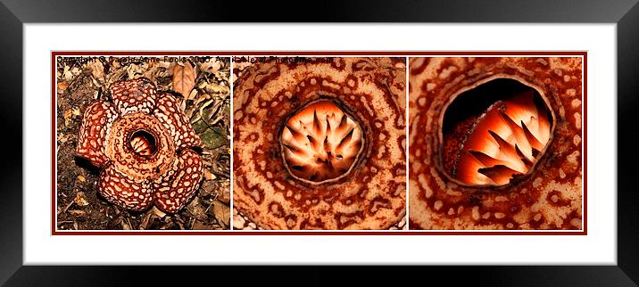  Male Rafflesia pricei Flower Composite Framed Mounted Print by Carole-Anne Fooks