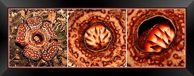  Male Rafflesia pricei Flower Composite Framed Print by Carole-Anne Fooks