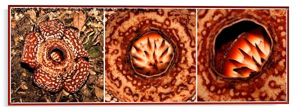  Male Rafflesia pricei Flower Composite Acrylic by Carole-Anne Fooks