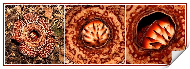  Male Rafflesia pricei Flower Composite Print by Carole-Anne Fooks