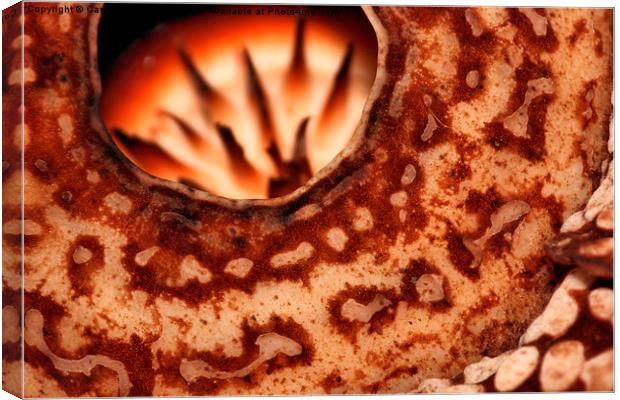  Rafflesia precei Borneo Canvas Print by Carole-Anne Fooks