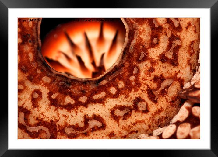  Rafflesia precei Borneo Framed Mounted Print by Carole-Anne Fooks