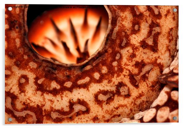  Rafflesia precei Borneo Acrylic by Carole-Anne Fooks