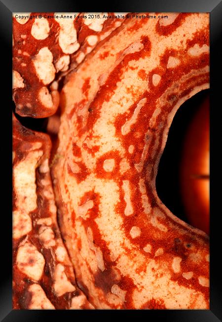  Rafflesia precei Borneo Framed Print by Carole-Anne Fooks