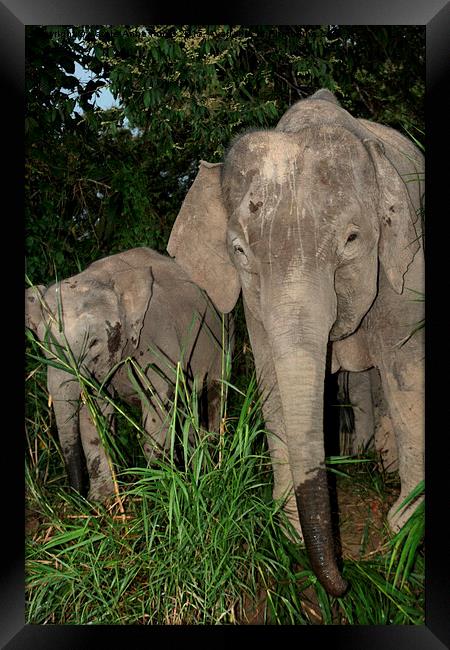  Borneo's Pygmy Elephants Framed Print by Carole-Anne Fooks