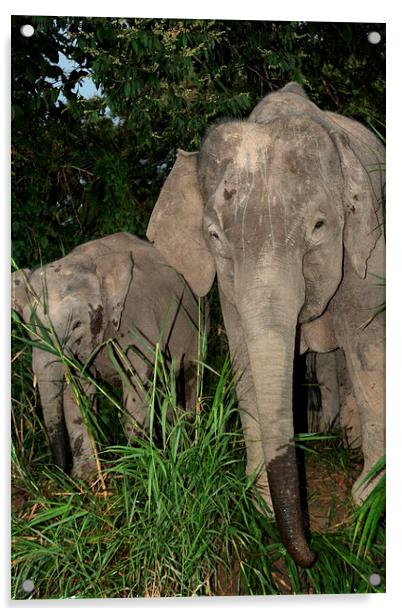  Borneo's Pygmy Elephants Acrylic by Carole-Anne Fooks