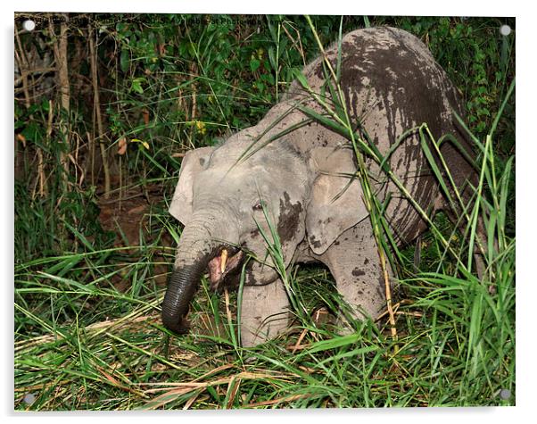  Borneo's Pygmy Elephant Acrylic by Carole-Anne Fooks