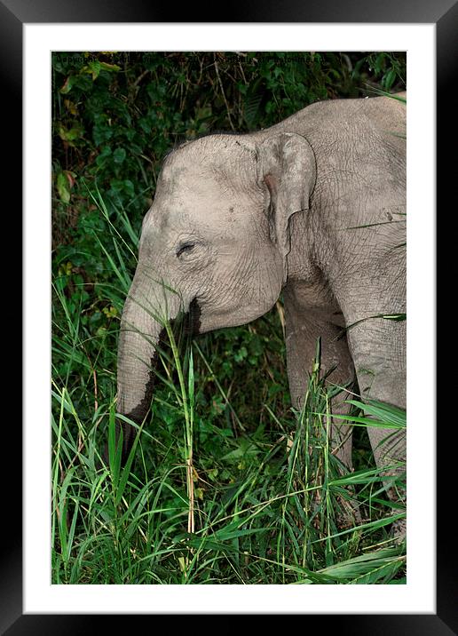  Borneo's Pygmy Elephant Framed Mounted Print by Carole-Anne Fooks