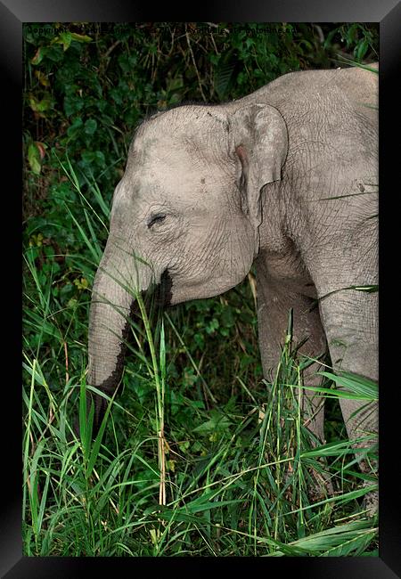 Borneo's Pygmy Elephant Framed Print by Carole-Anne Fooks