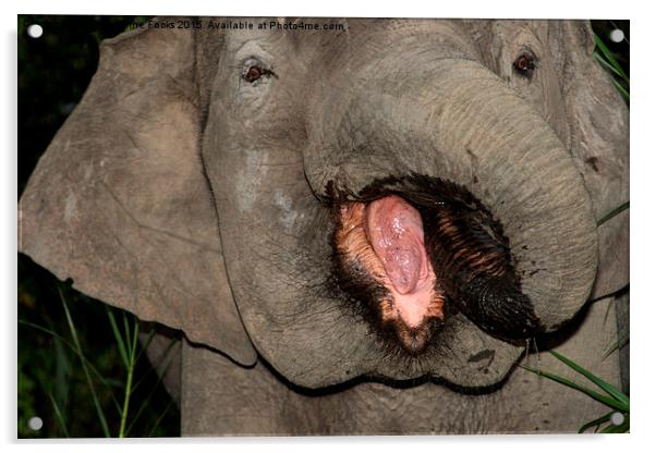  Borneo's Pygmy Elephant Portrait Acrylic by Carole-Anne Fooks