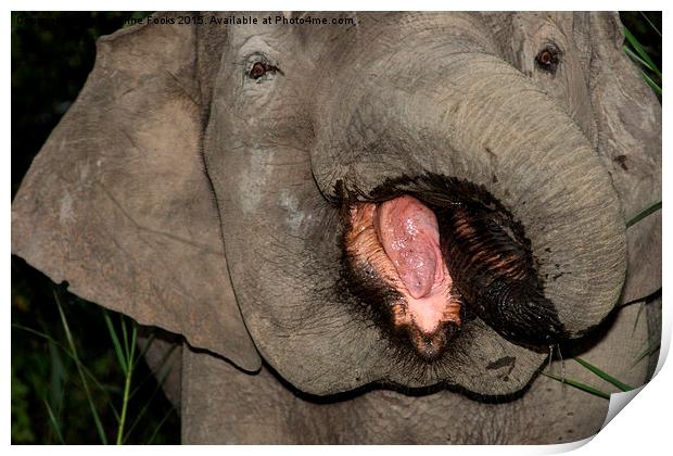 Borneo's Pygmy Elephant Portrait Print by Carole-Anne Fooks