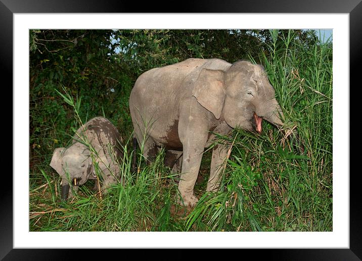  Borneo's Pygmy Elephant Portrait Framed Mounted Print by Carole-Anne Fooks