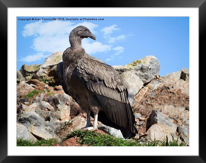  juvenile andean condor Framed Mounted Print by Alan Tunnicliffe