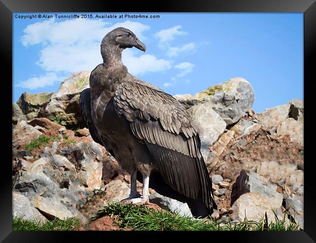 juvenile andean condor Framed Print by Alan Tunnicliffe