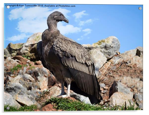  juvenile andean condor Acrylic by Alan Tunnicliffe