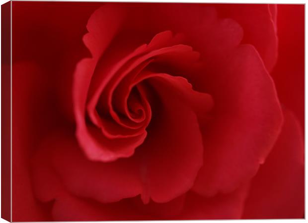 Red Rose Canvas Print by Lee Mason