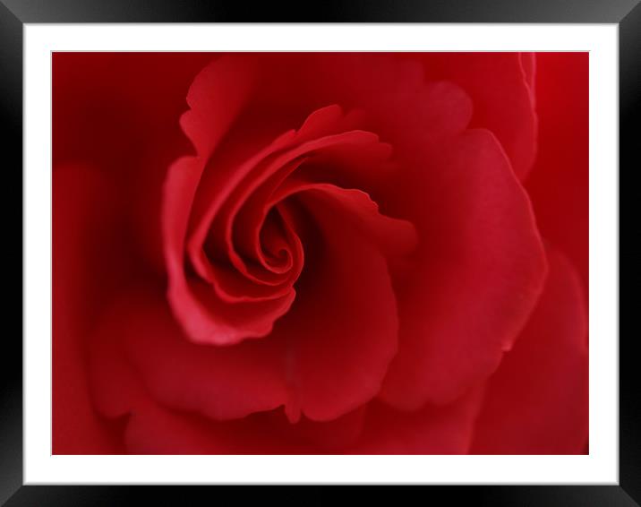 Red Rose Framed Mounted Print by Lee Mason
