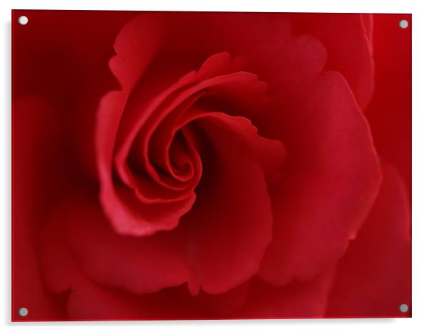 Red Rose Acrylic by Lee Mason