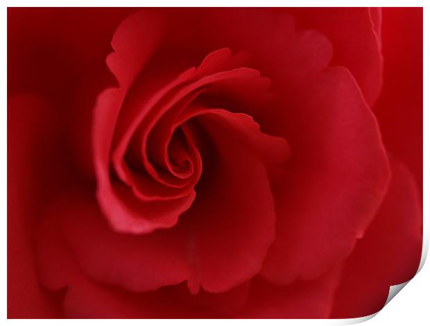 Red Rose Print by Lee Mason